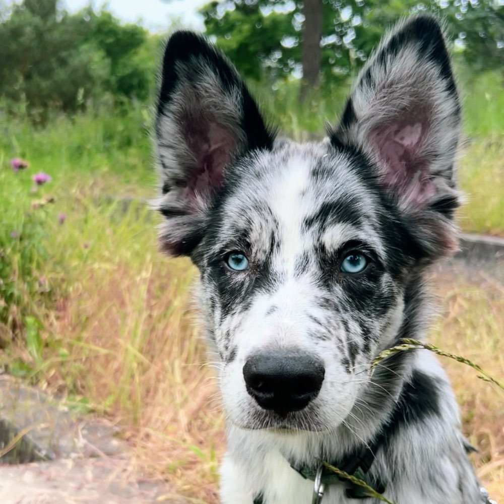 Hundetreffen-Welpentreffen/ Gassigehen/ Spielen-Profilbild