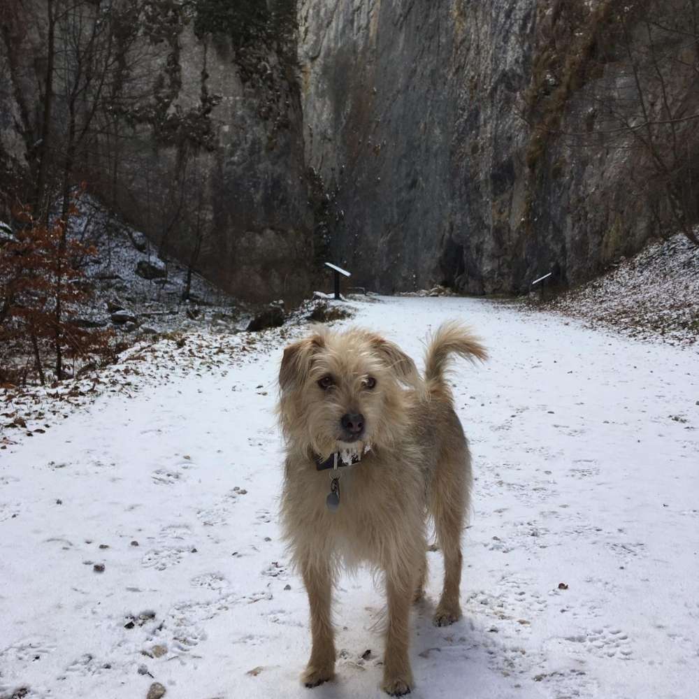 Hundetreffen-Spazieren und Spielen mit Jake-Profilbild