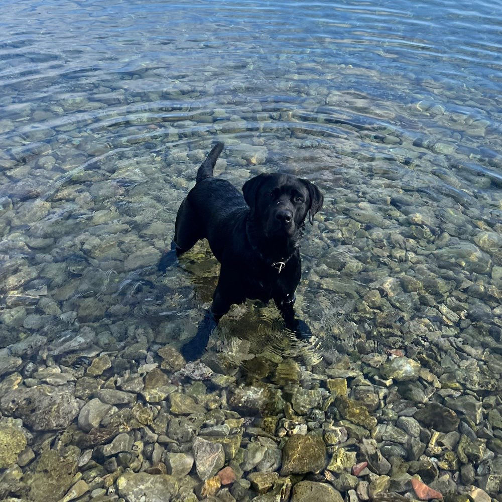 Hundetreffen-Soziale Kontakte / Spielen-Profilbild