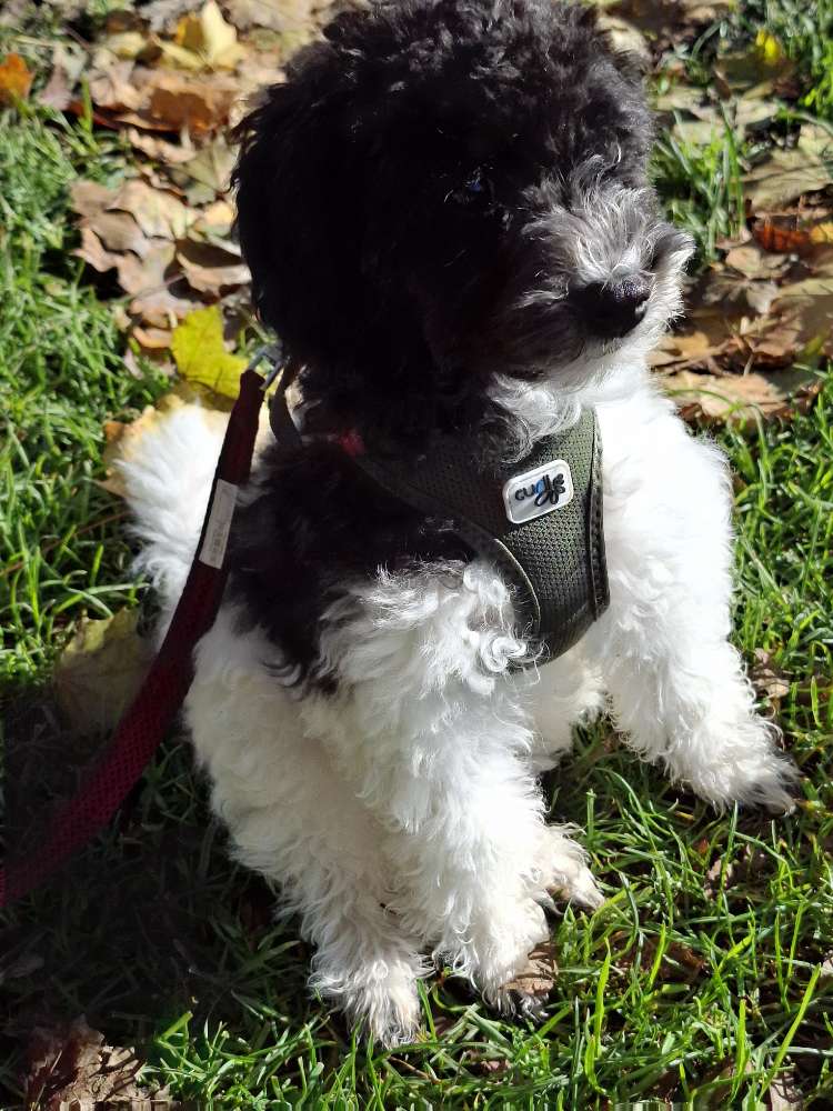 Hundetreffen-Welpentreff in Englschalking-Profilbild