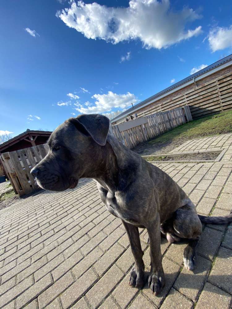 Hundetreffen-Gassirunde Bunde Weener-Profilbild