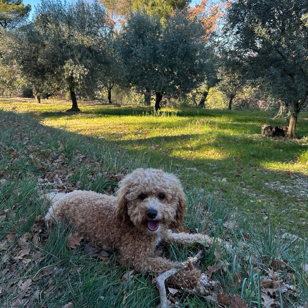 Hundetreffen-Spielen im Grüneburgpark-Profilbild