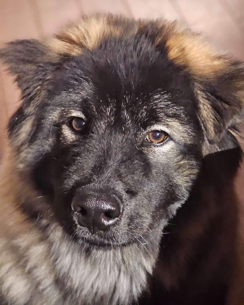 Hundetreffen-Hundespielen/Gassirunden-Profilbild