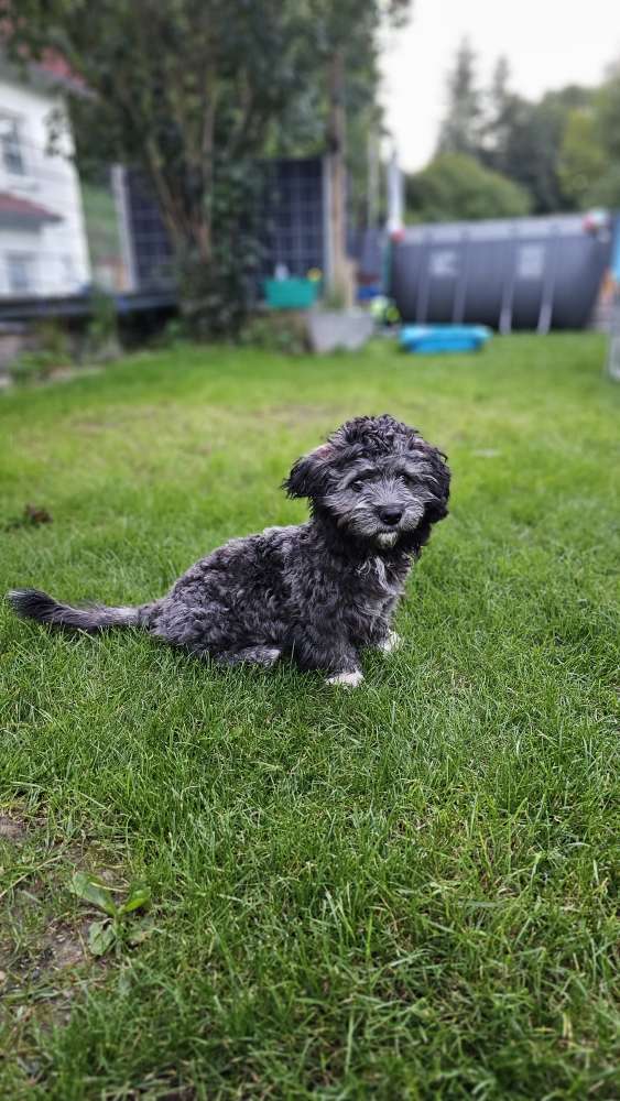 Hundetreffen-Kleine Junghunde für Gassirunden und Spielen gesucht-Profilbild