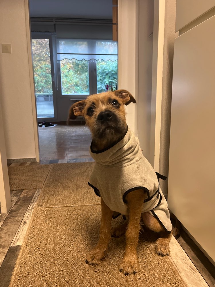 Hundetreffen-Hunde Freunde gesucht-Profilbild