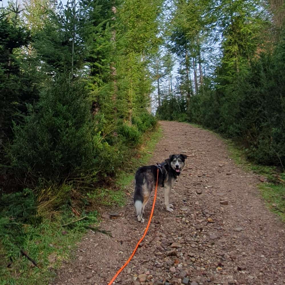 Hundetreffen-Spiel- & Gassifreunde-Profilbild