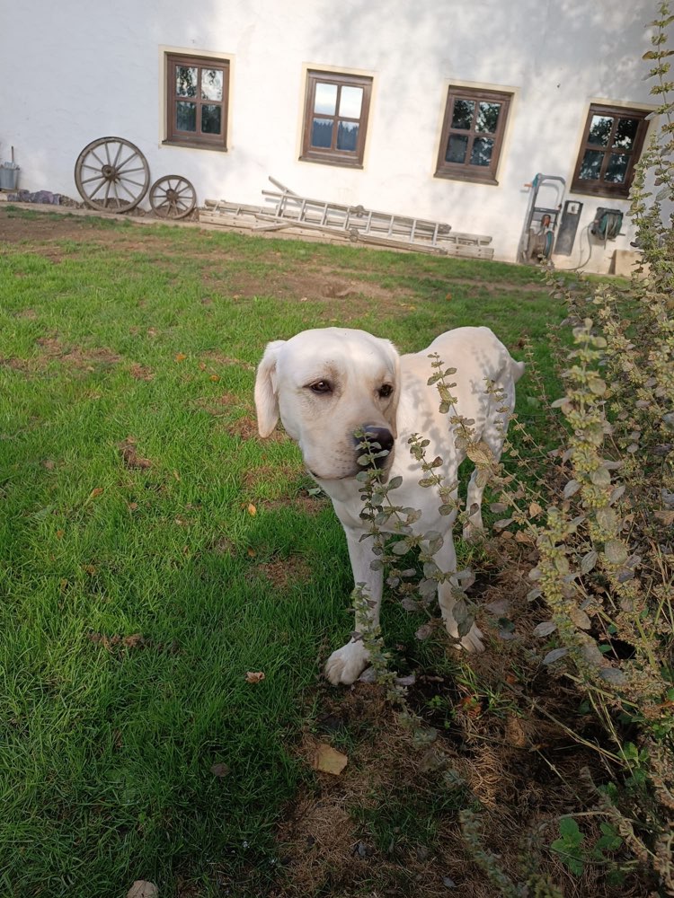 Hundetreffen-Sozialisierung & Spaziergang-Profilbild