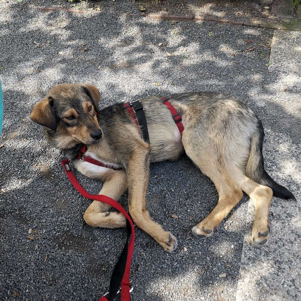 Hundetreffen-Wir suchen neue Spielgefährten aus der Umgebung-Profilbild