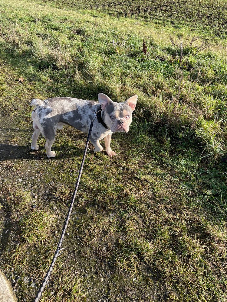 Hundetreffen-Spielpartner-Profilbild