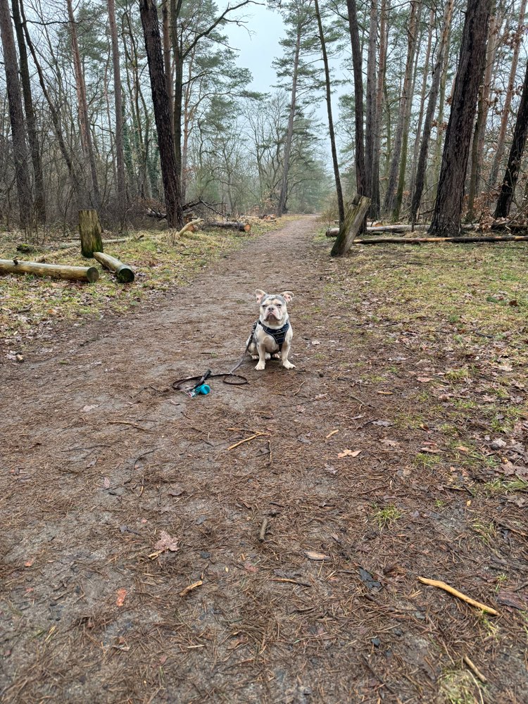 Hundetreffen-Gemeinsame Gassirunden - schreibt gern, wir würden uns freuen.-Profilbild