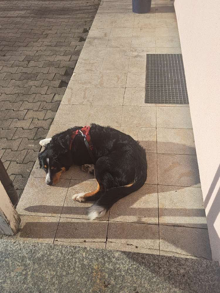 Hundetreffen-Gassi gehen-Profilbild