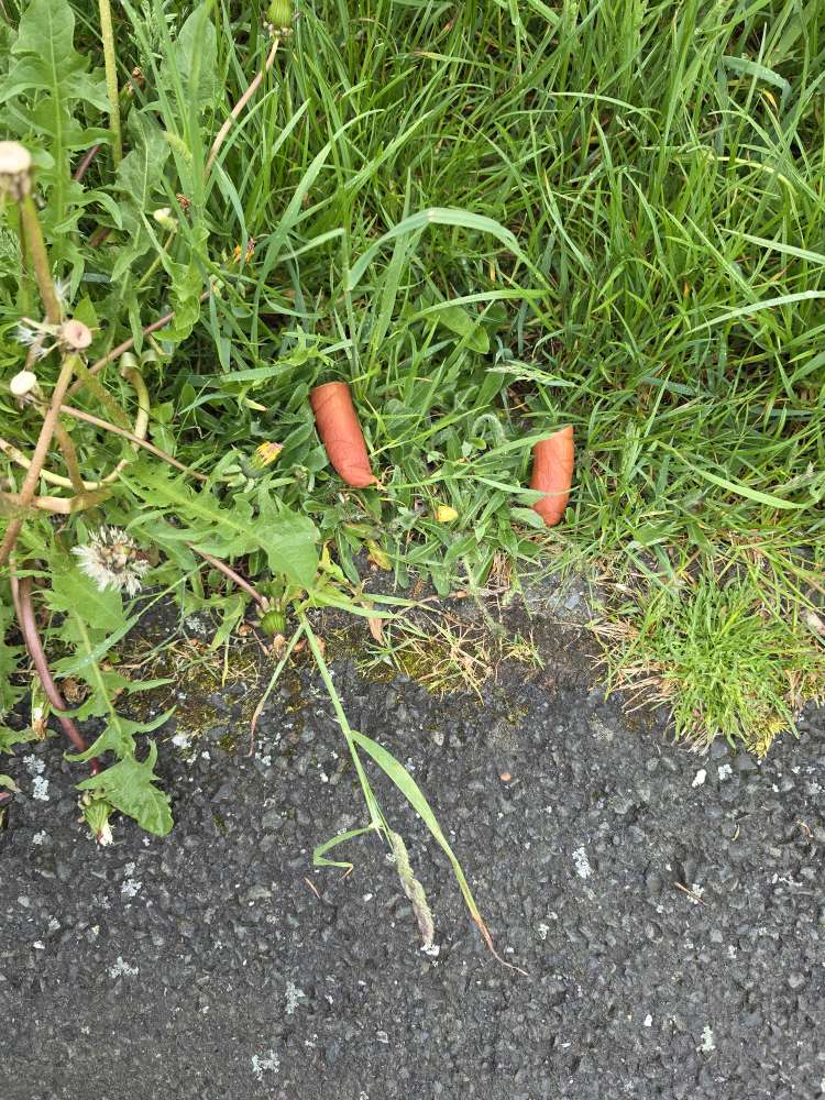 Giftköder-Fleischwurststücken im hohen Gras-Profilbild