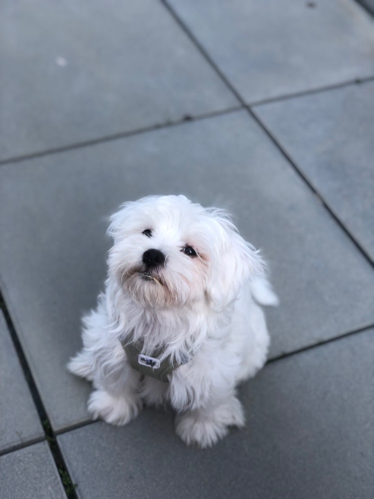 Hundetreffen-Treffen und Kennenlernen für kleine Welpen-Profilbild