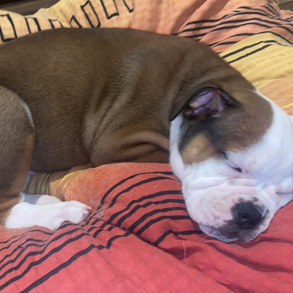 Hundetreffen-Welpen treffen in Pforzheim-Profilbild