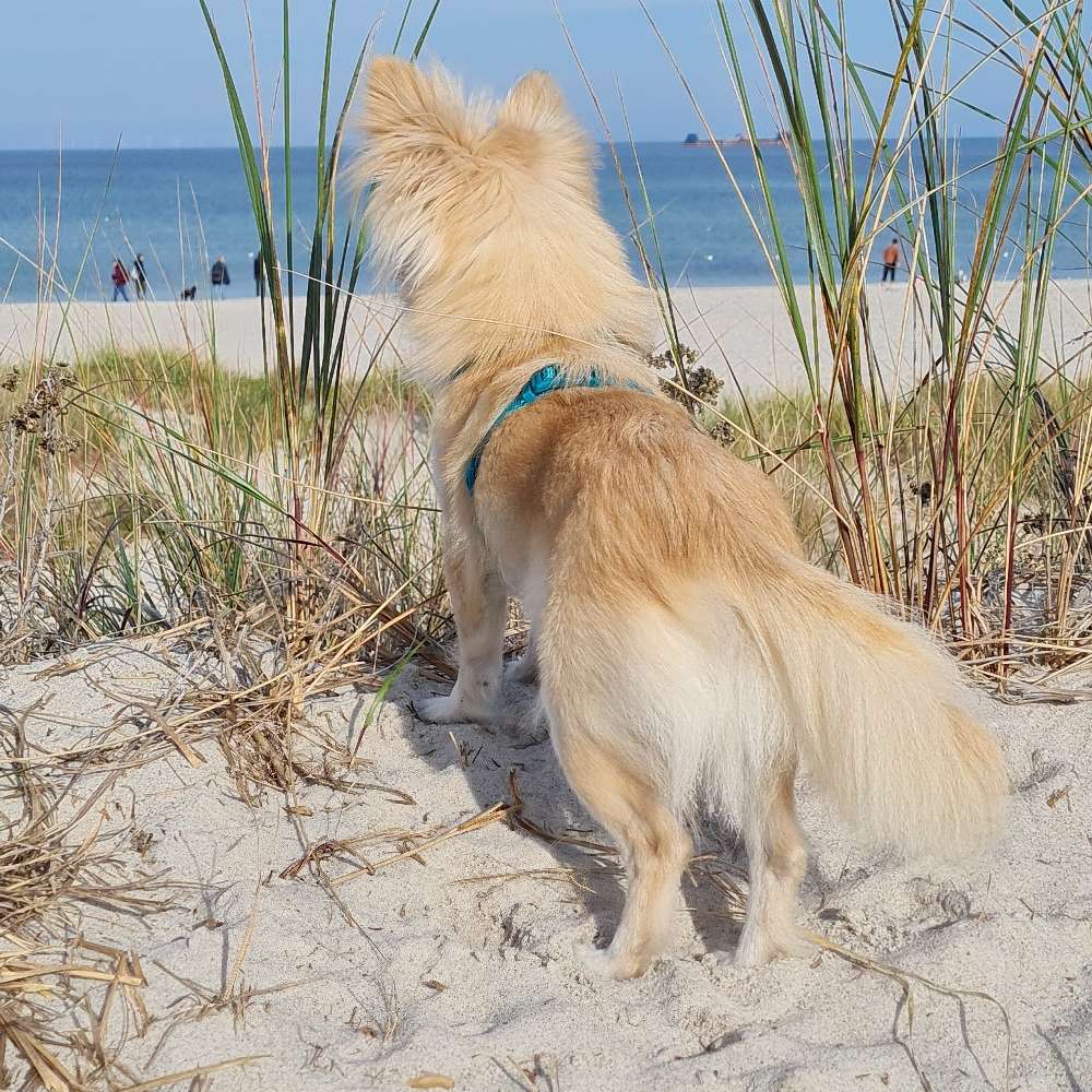 Hundetreffen-Kleinhunde Treffen-Profilbild