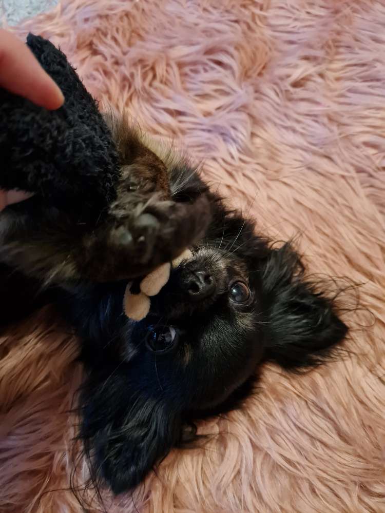 Hundetreffen-Spielkameraden gesucht kleine Hunde wie z.b Chihuahua-Profilbild