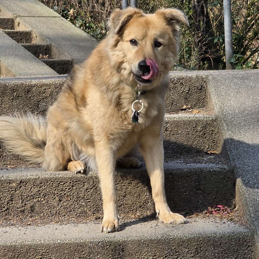 Hundetreffen-Gassi Runde-Profilbild