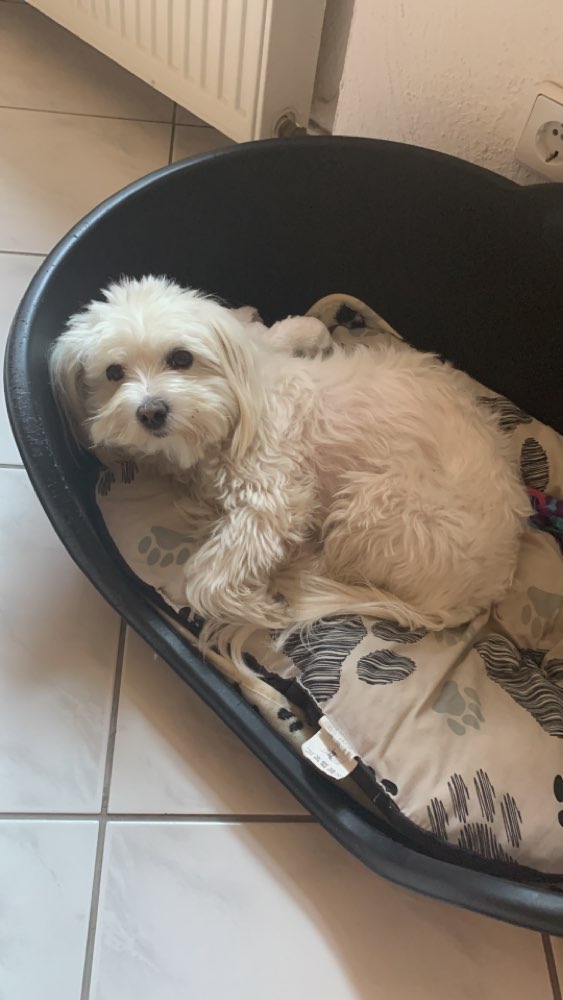 Hundetreffen-Gassirunden kleine Hunde Vallendar und Umgebung-Profilbild