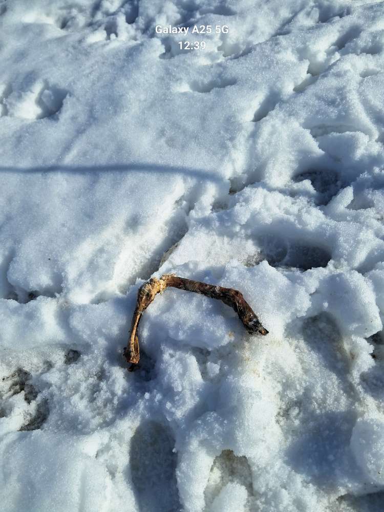 Giftköder-Abgetrenntes Rehbein Nähe Wanderparkplatz Geitau-Profilbild