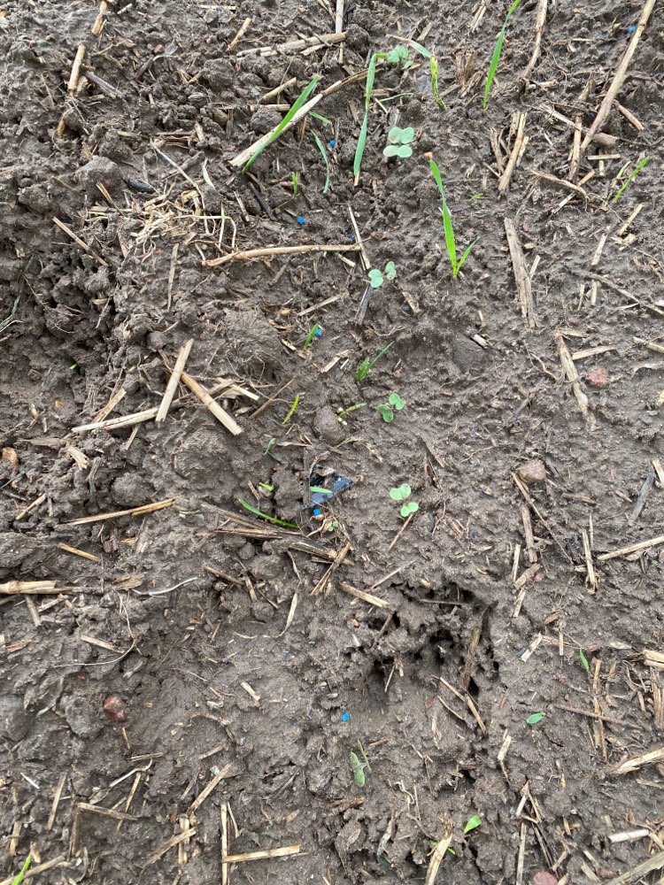 Giftköder-Blaukorn am Feldrand-Profilbild