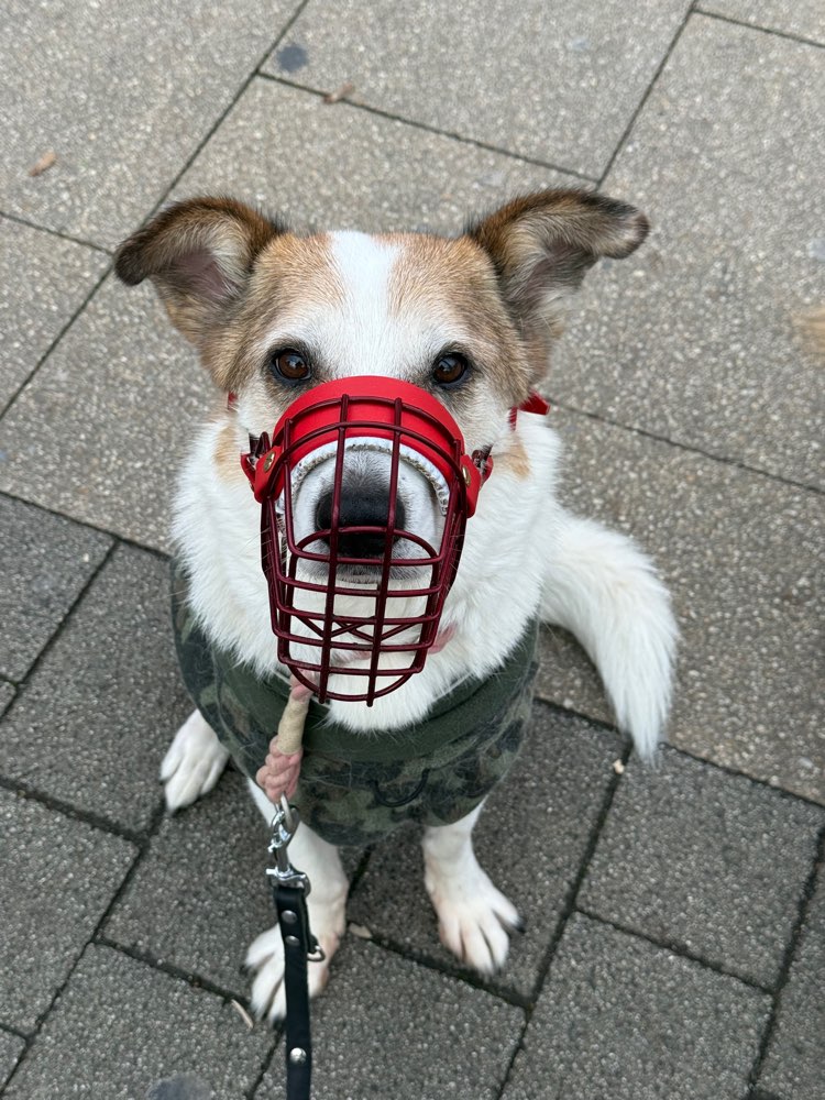 Hundetreffen-Social Walk-Profilbild