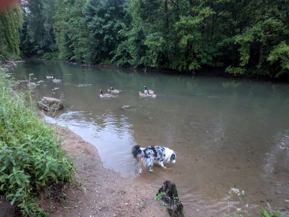 Hundetreffen-Gassi gehen & Play Dates-Profilbild