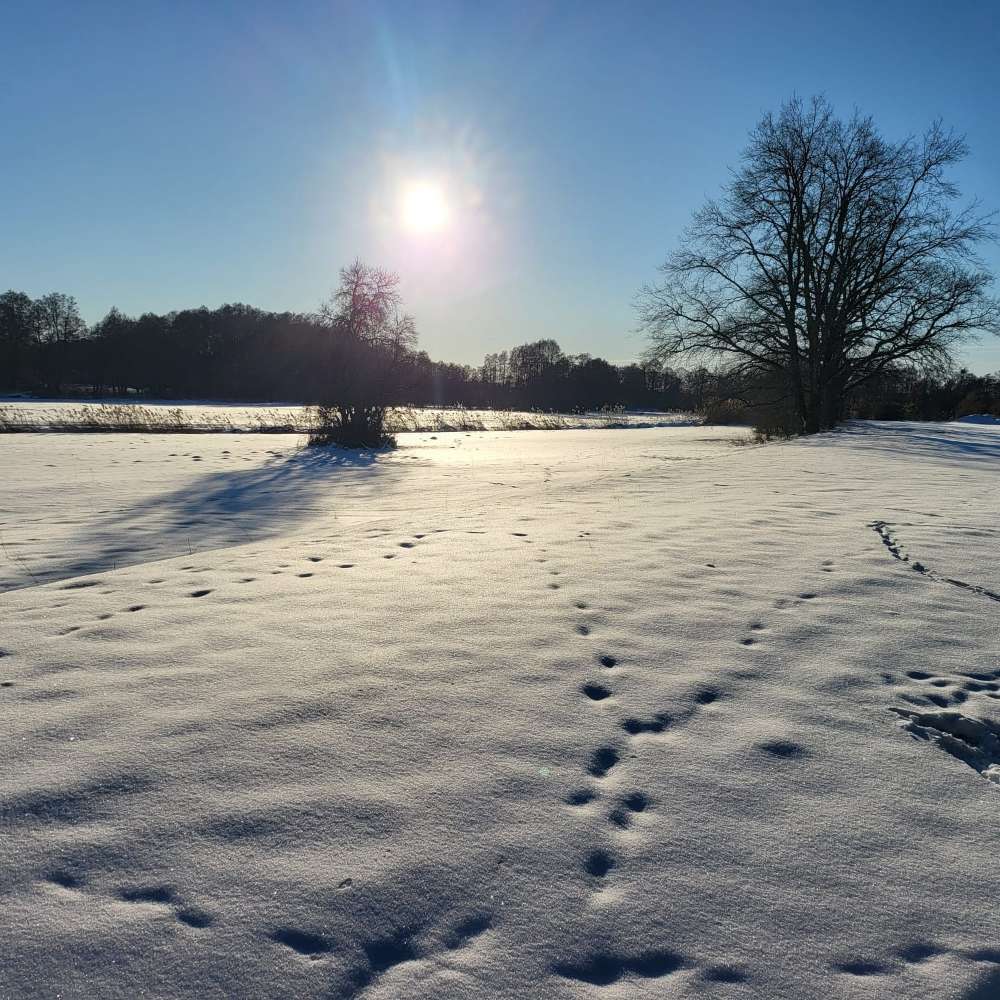 Hundetreffen-Gassi - Spieltreffen-Profilbild