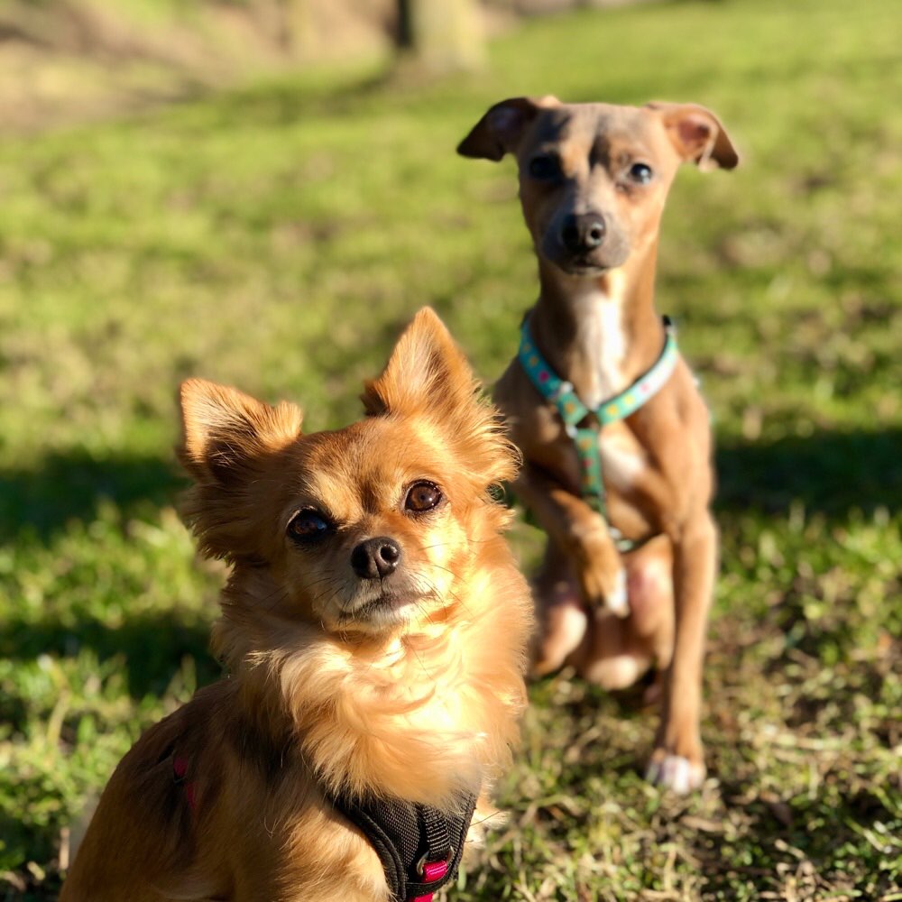 Hundetreffen-Spielpartner gesucht-Profilbild