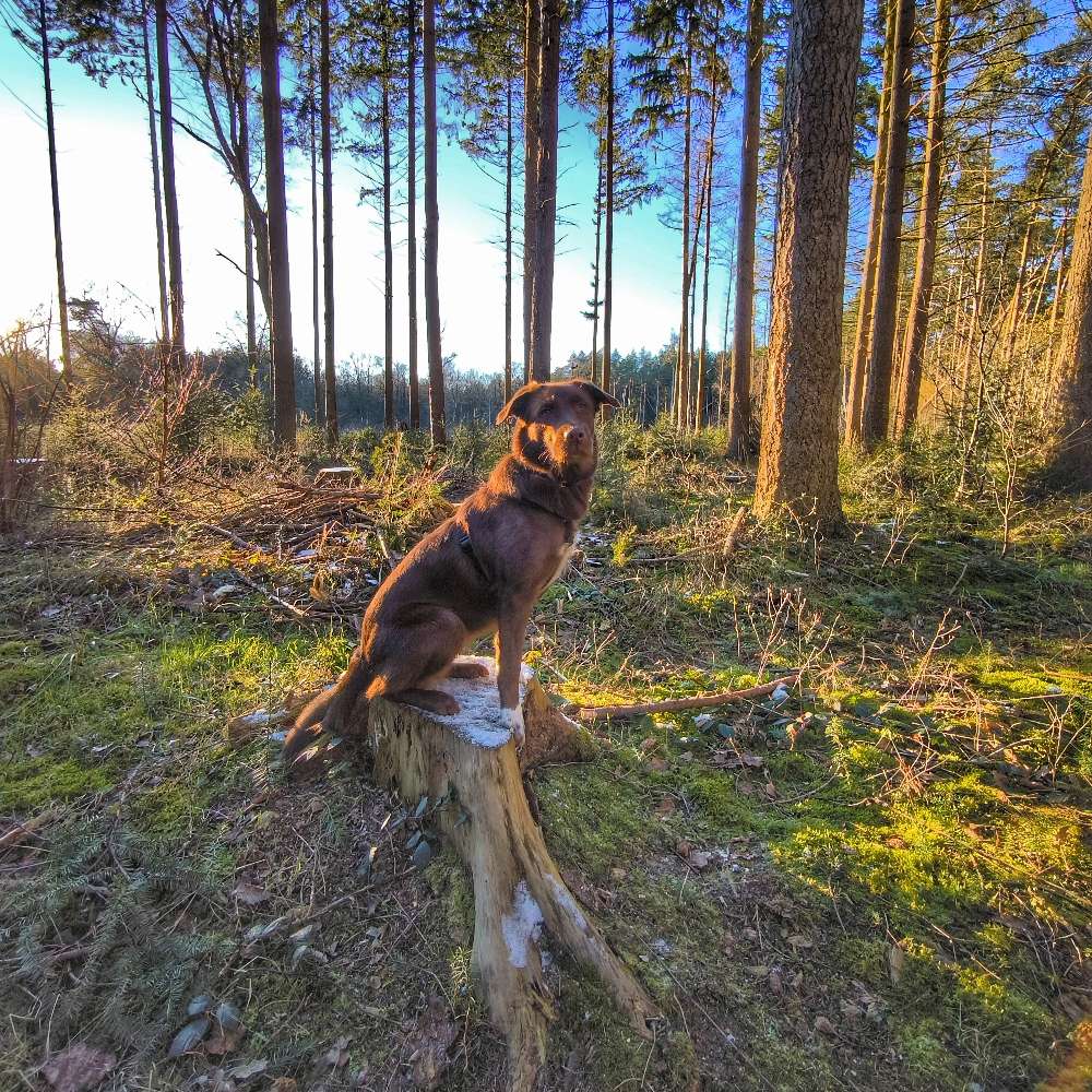 Hundetreffen-Spazier u. Spielkamerad/in oder aber auch Trainingspartner/in gesucht-Profilbild