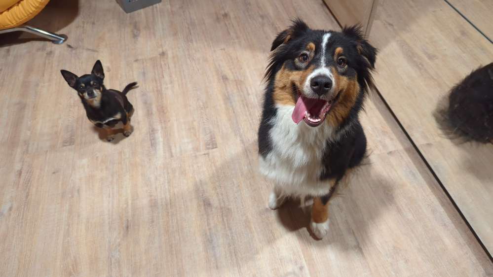 Hundetreffen-Gassi gehen in Wittingen und Umgebung-Profilbild