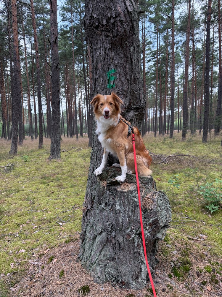 Hundetreffen-Social Walks, Wanderungen und vieles mehr…-Profilbild
