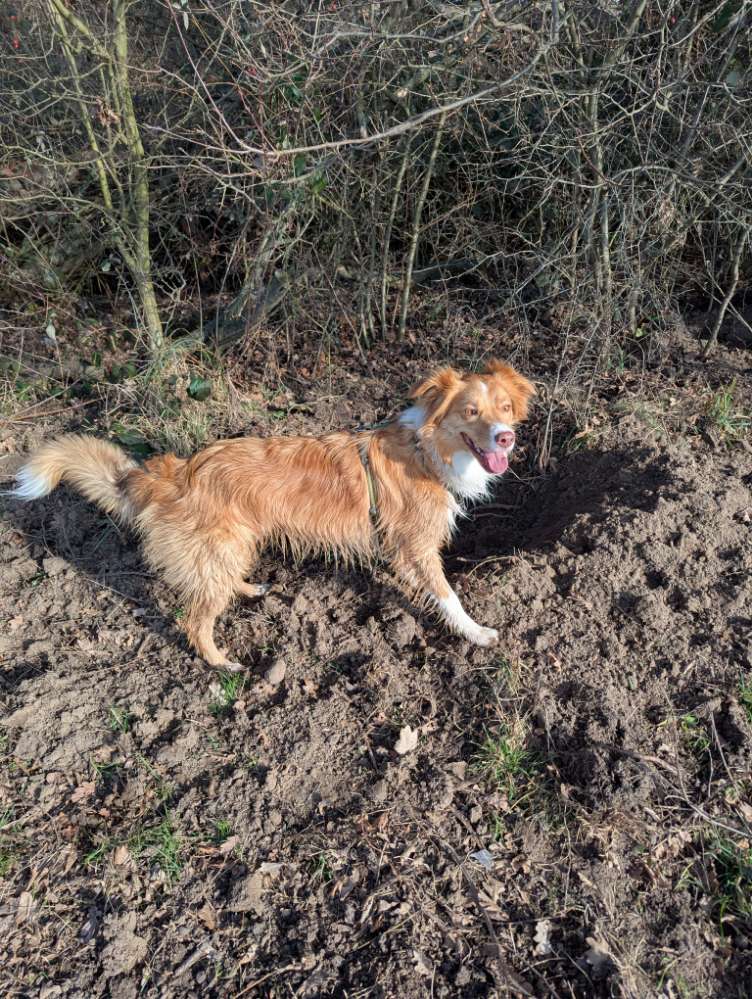 Hundetreffen-Gassi-Treffen-Profilbild
