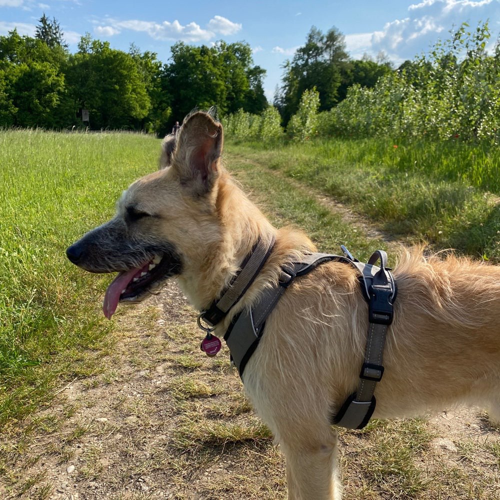 Hundetreffen-Gemeinsame Gassi / Spielrunden-Profilbild