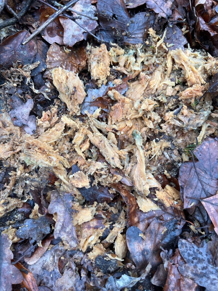 Giftköder-Fleisch mit weißen Stücken-Profilbild