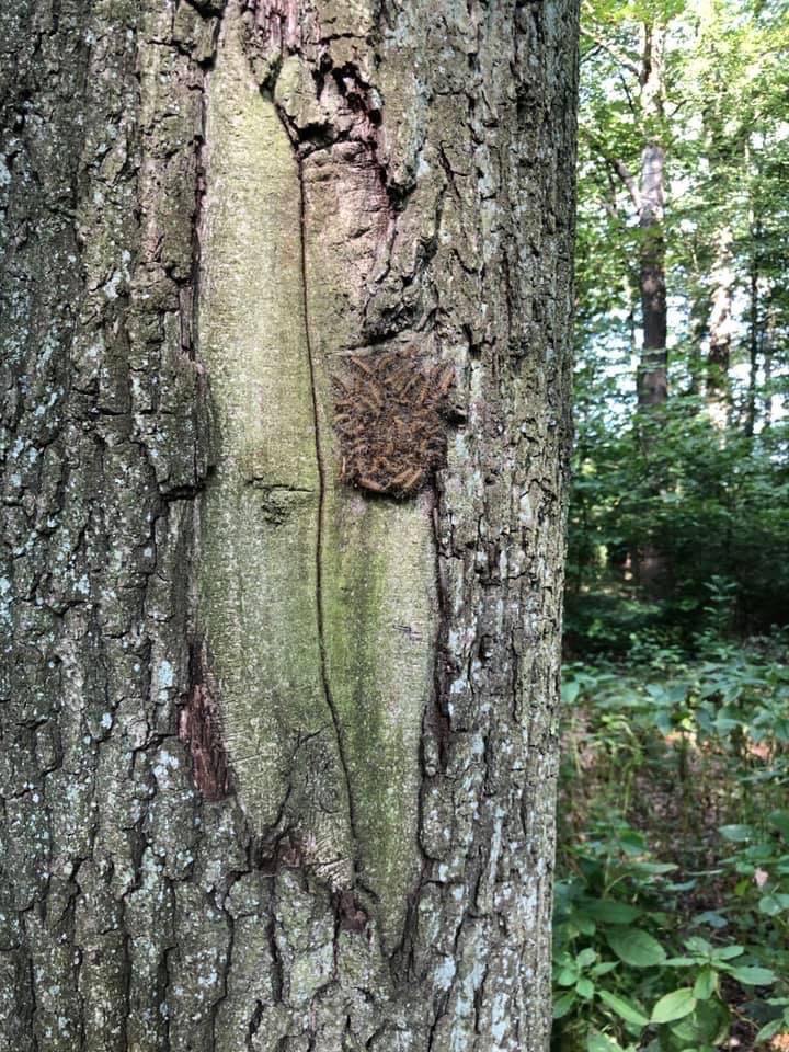 Giftköder-Eichenprozessionsspinner-Profilbild