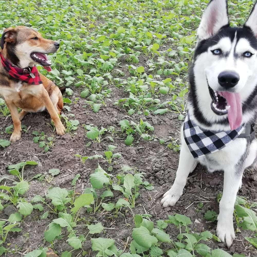 Hundetreffen-Kennenlernen und Gassirunde-Profilbild