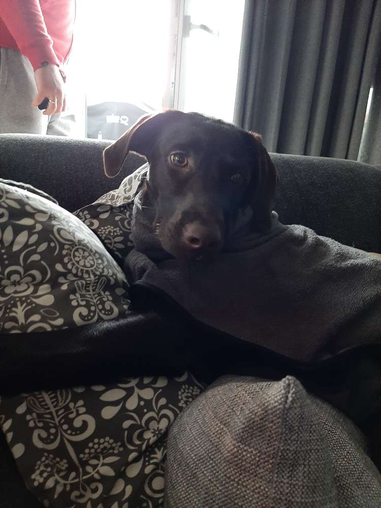 Hundetreffen-Gemeinsame Gassirunde und Spieltreffen 🐶🐾-Profilbild