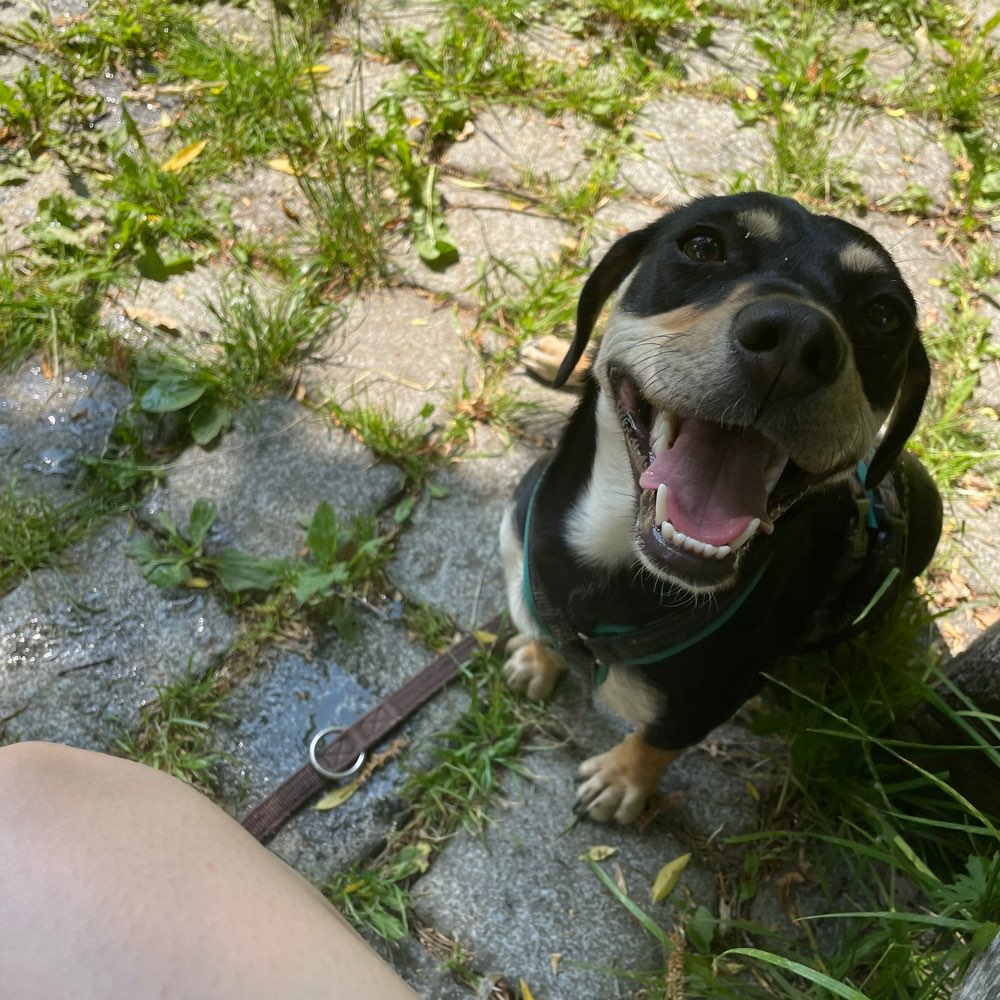 Hundetreffen-Social Walk-Profilbild