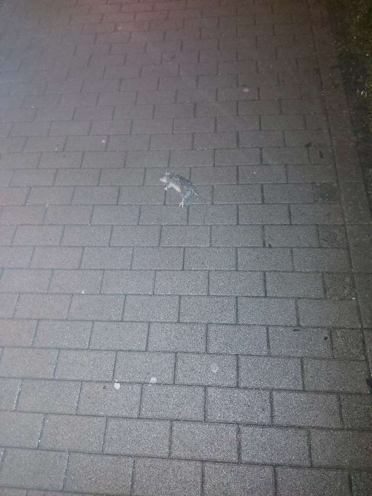 Giftköder-Tote Ratte in Remscheid-Profilbild