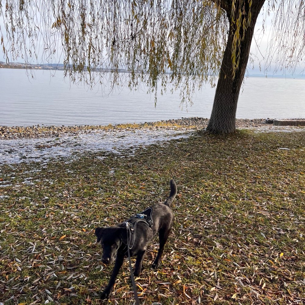 Hundetreffen-Spontaner Treff im Konstanzer Umkreis-Profilbild