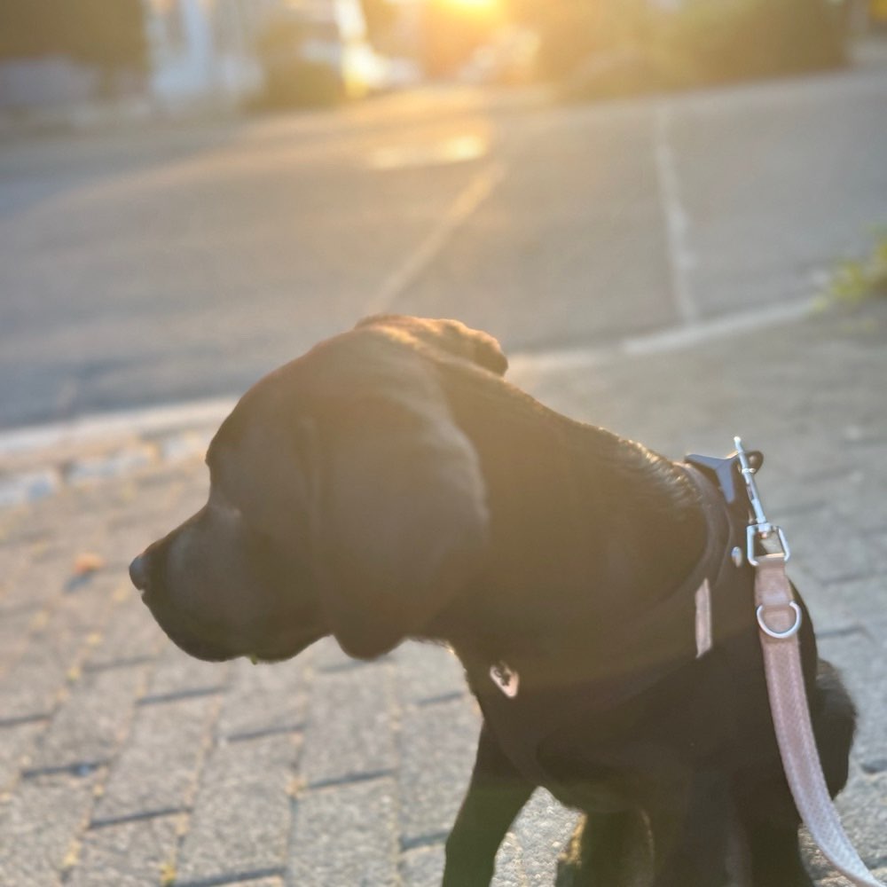 Hundetreffen-Treffen am Klein Venedig-Profilbild