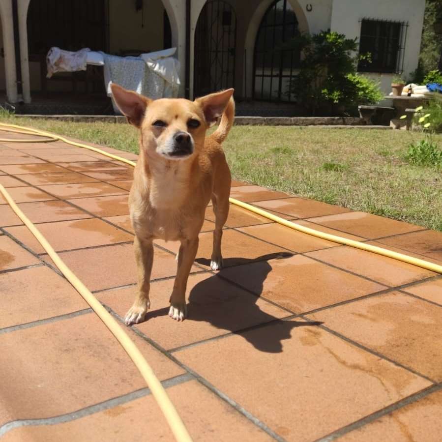 Hundetreffen-Welben treffen-Profilbild