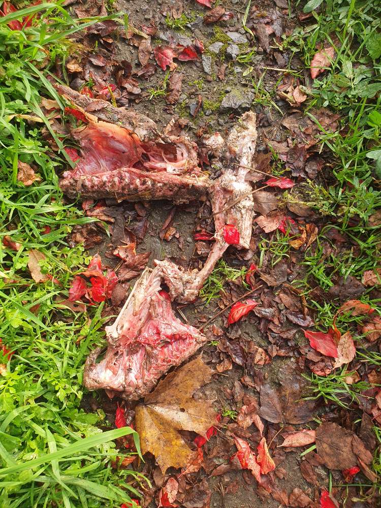 Giftköder-Tierkadaver-Profilbild