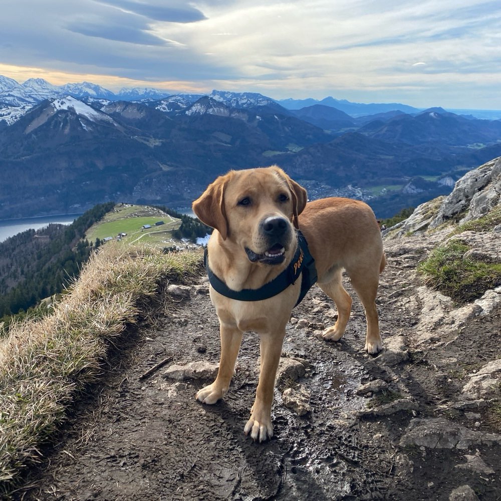 Hundetreffen-Gassirunde und Spielrunde in Passau-Profilbild