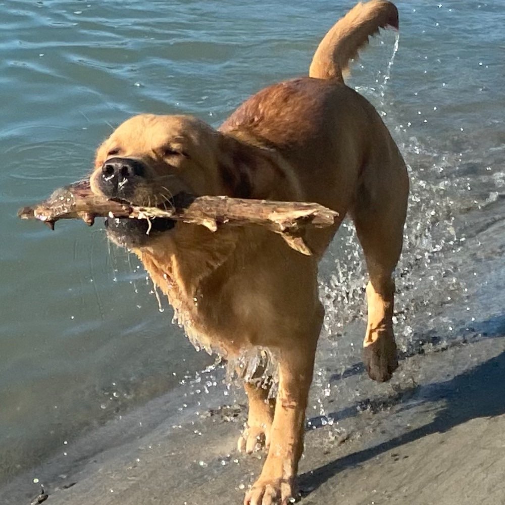 Hundetreffen-Gassirunde und Spielrunde in Passau-Profilbild