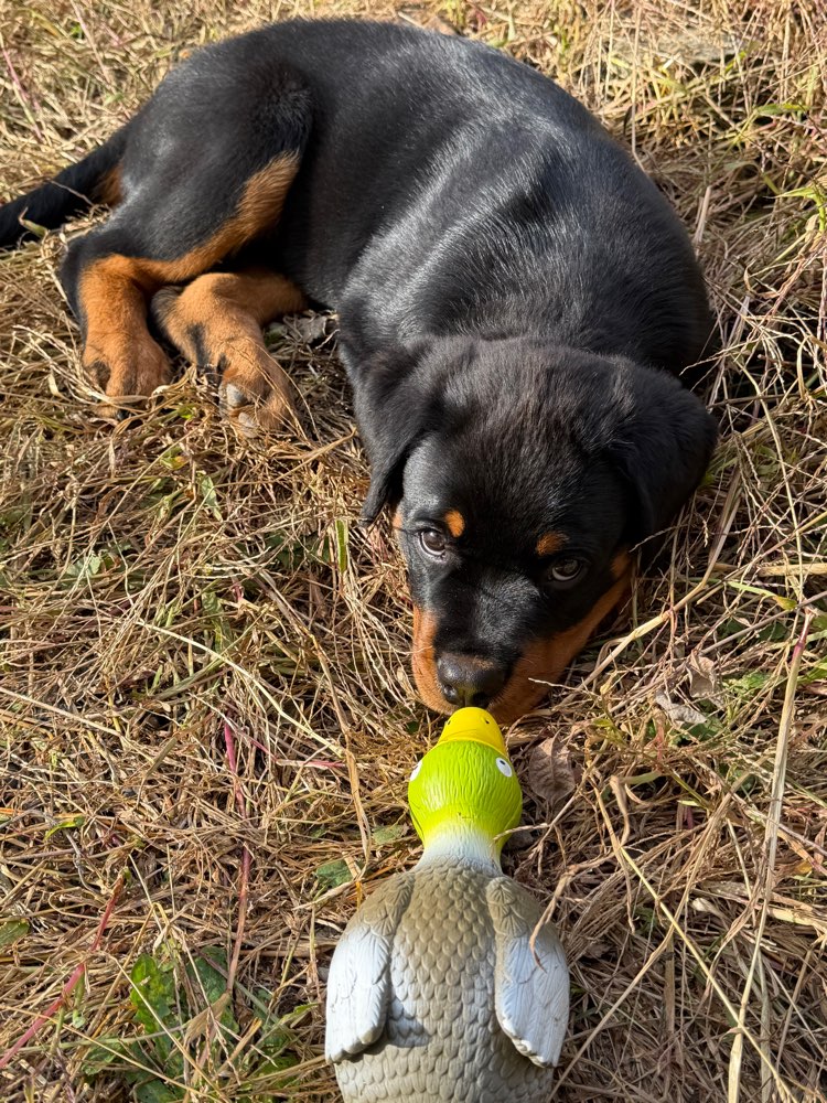 Hundetreffen-Spiel Freunde-Profilbild