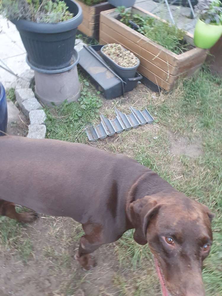 Hundetreffen-Spaziergang im schönen Wald in Dorsten-Profilbild