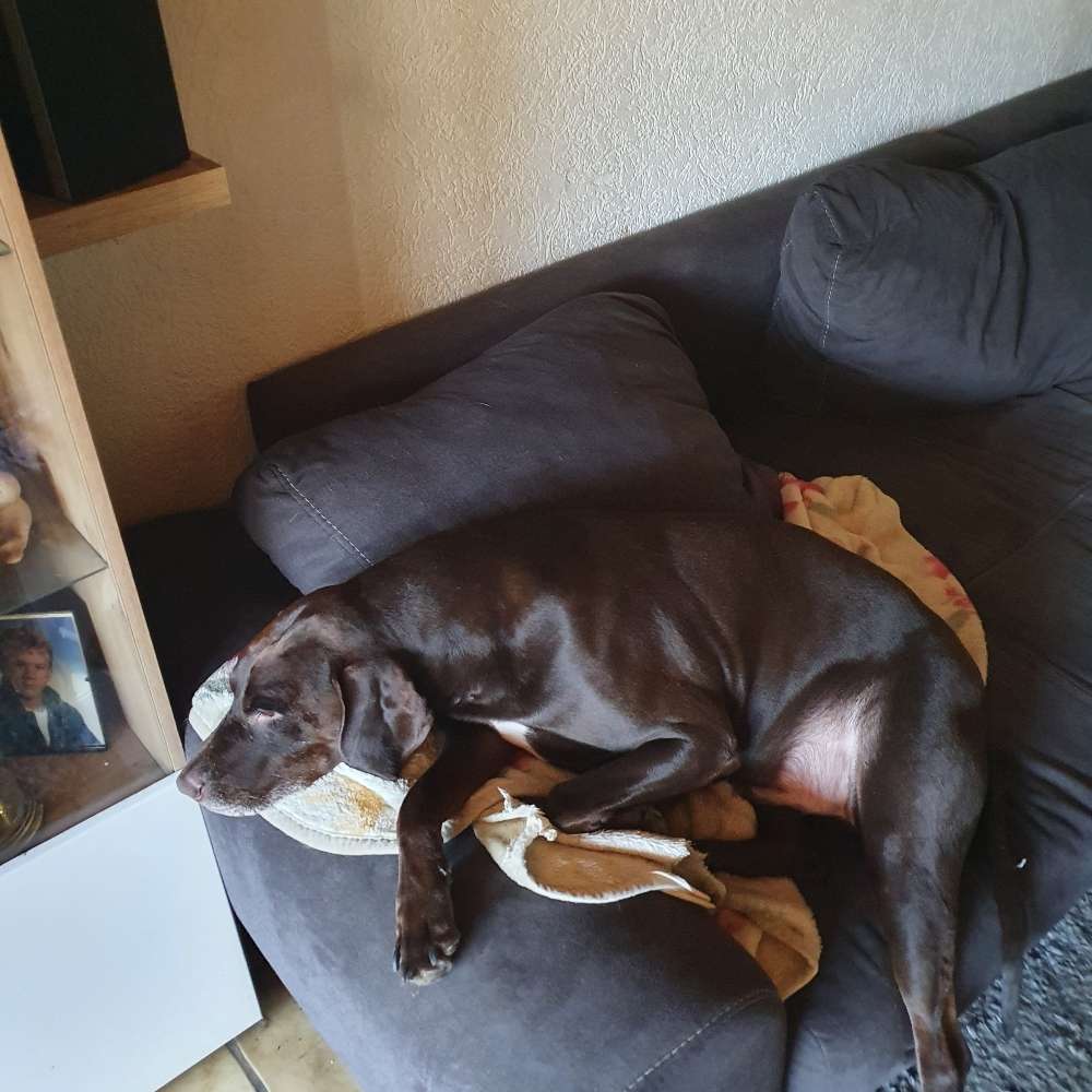 Hundetreffen-Spaziergang-Profilbild