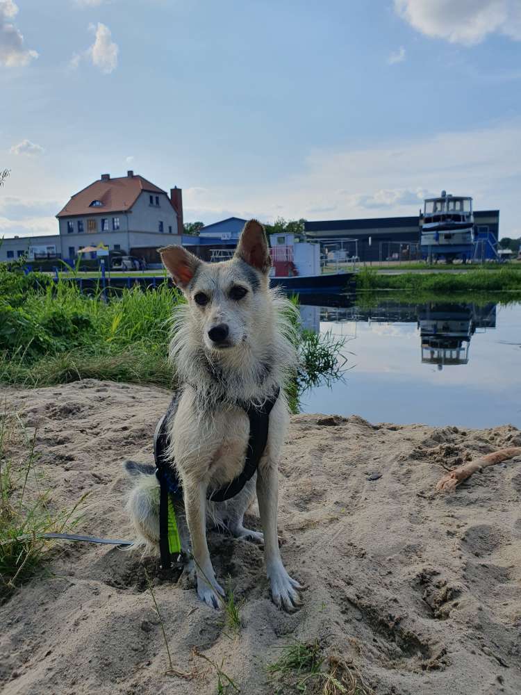 Hundetreffen-Hundefreunde gesucht-Profilbild