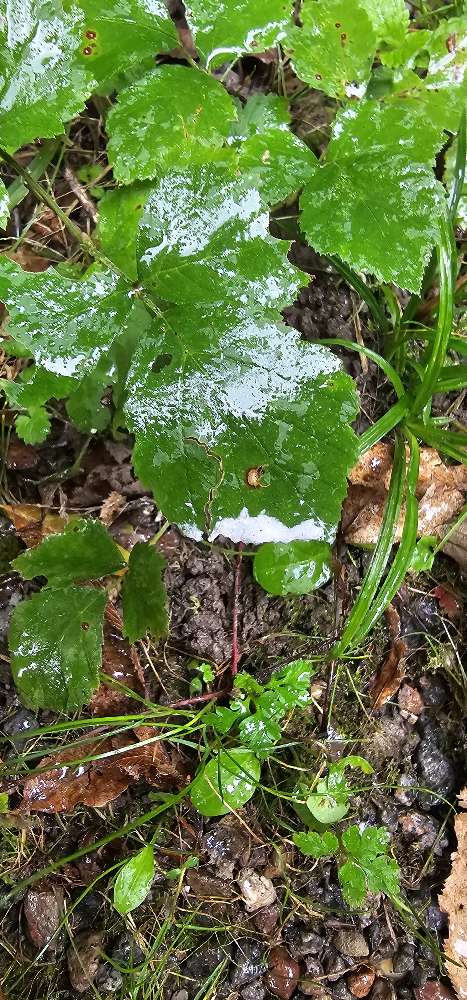 Giftköder-Giftköder-Profilbild